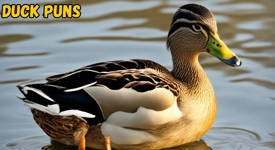 Duck Puns