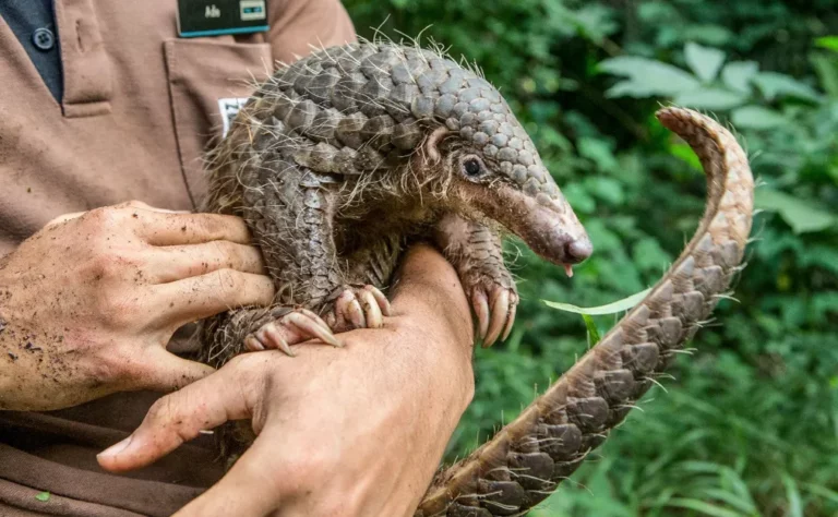 Make an effort towards saving the Pangolins! Make an effort towards saving the Pangolins!