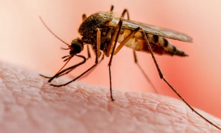 Why You Must Not Take a Mosquito Bite Lightly