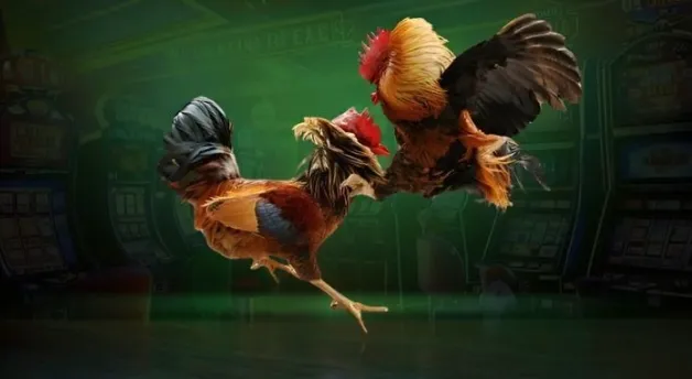 Oxbet Cockfighting – The World of Dramatic Online Cockfighting Every Day